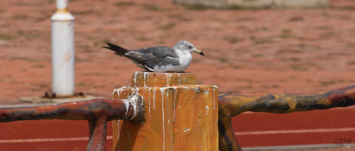 Black-tailed Gull - ML645645784