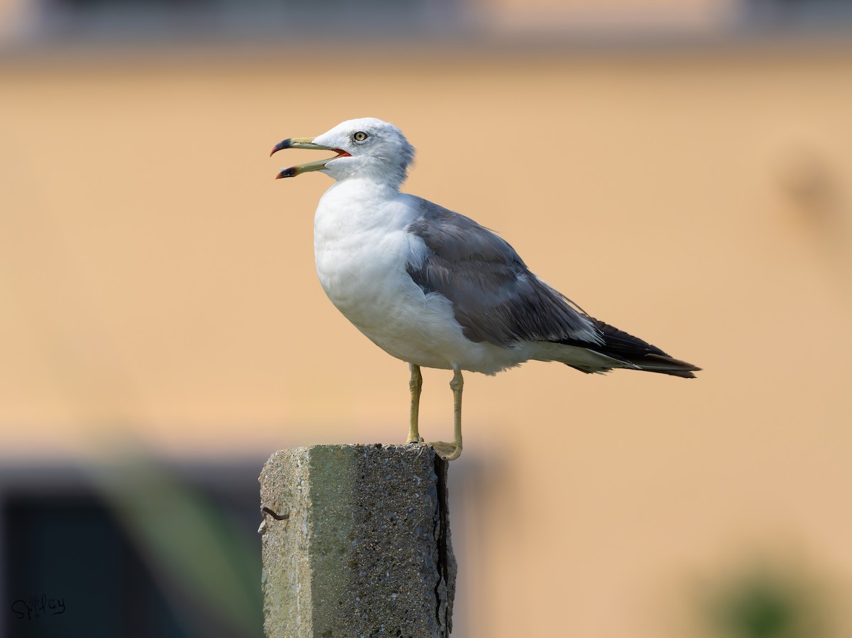 Black-tailed Gull - ML645645785