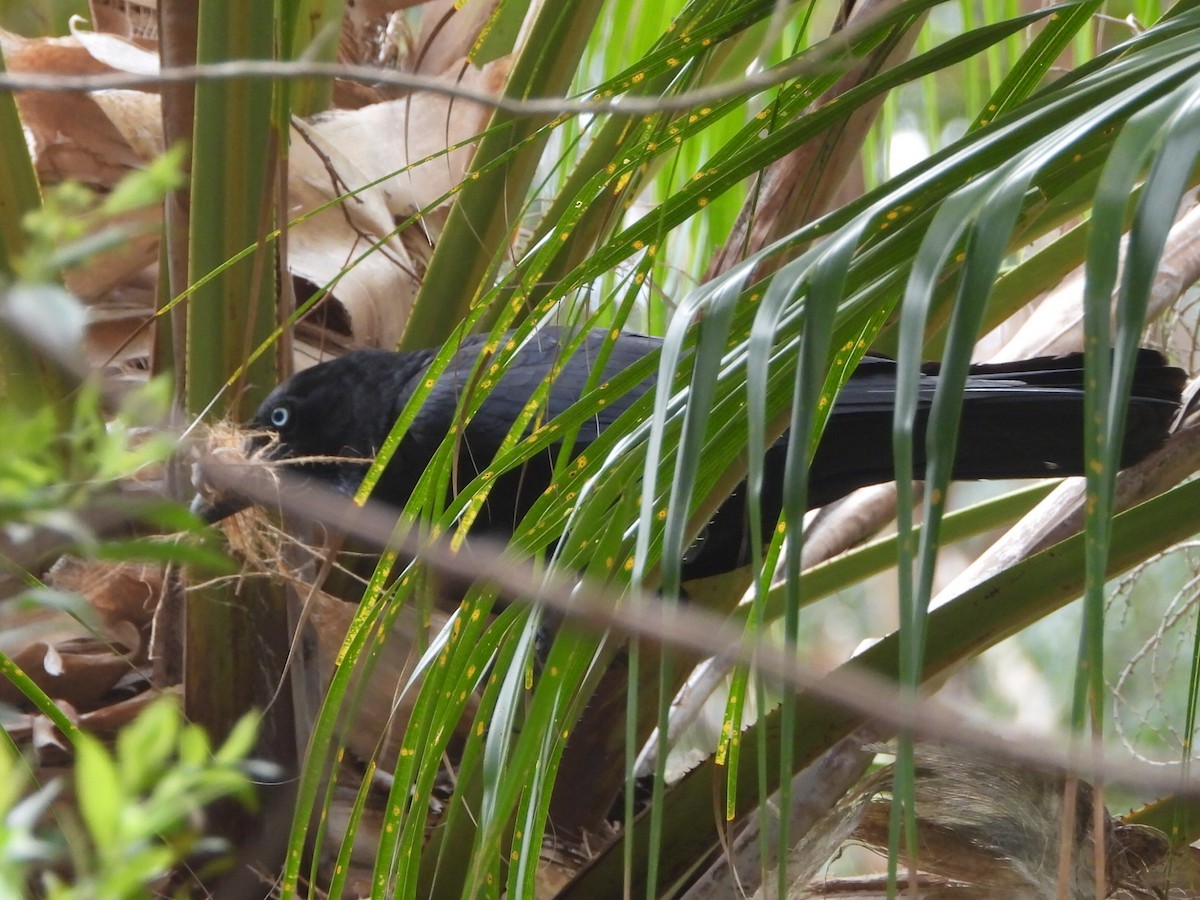 Torresian Crow - ML645645831