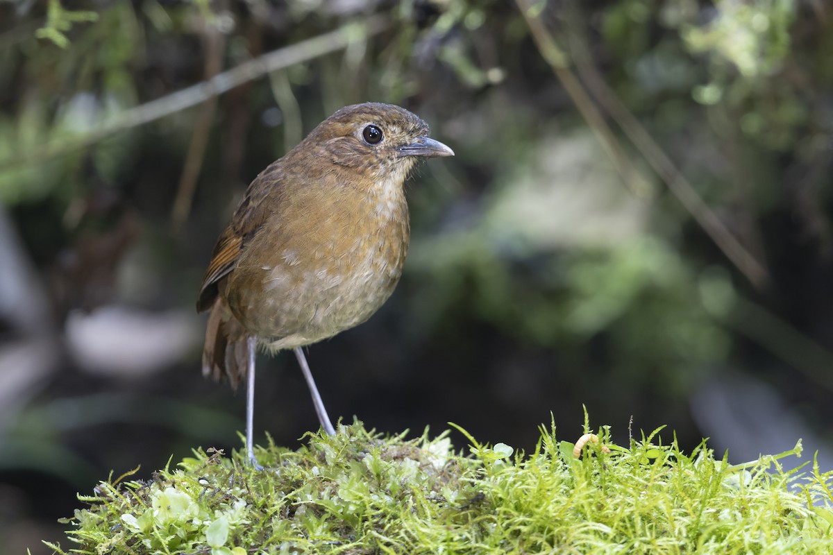 Brown-banded Antpitta - ML645645841