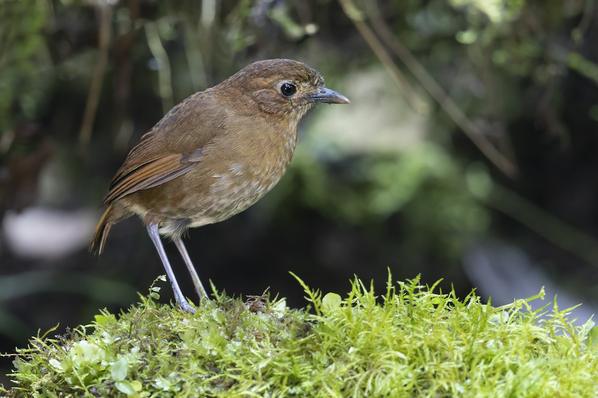 Brown-banded Antpitta - ML645645842