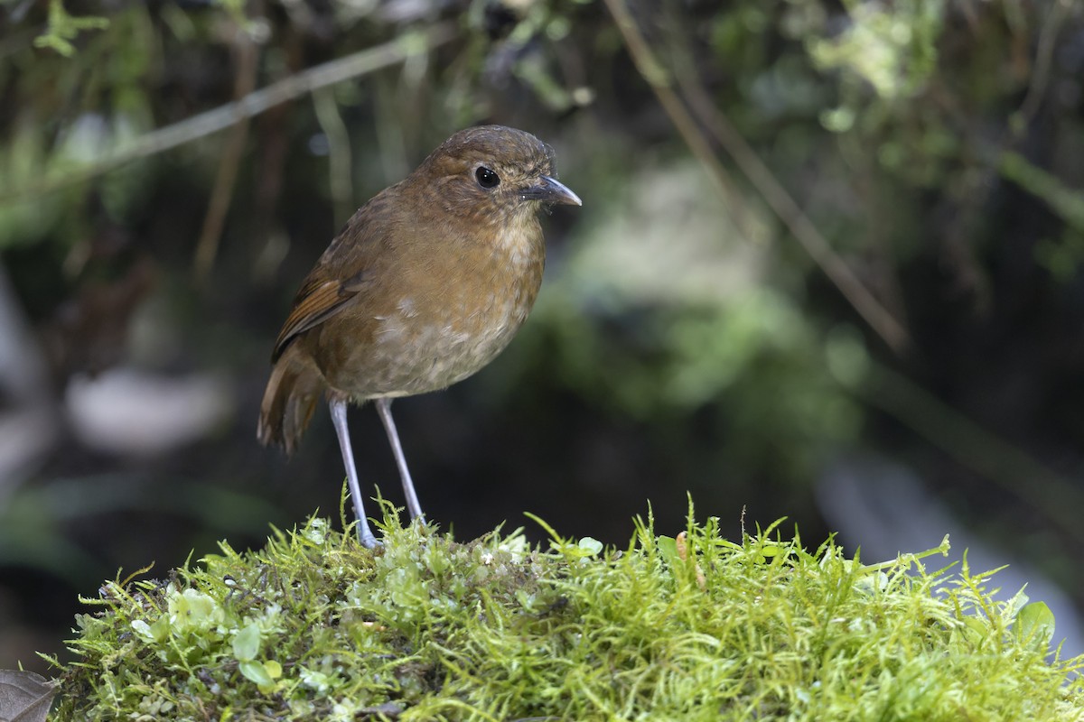 Brown-banded Antpitta - ML645645843
