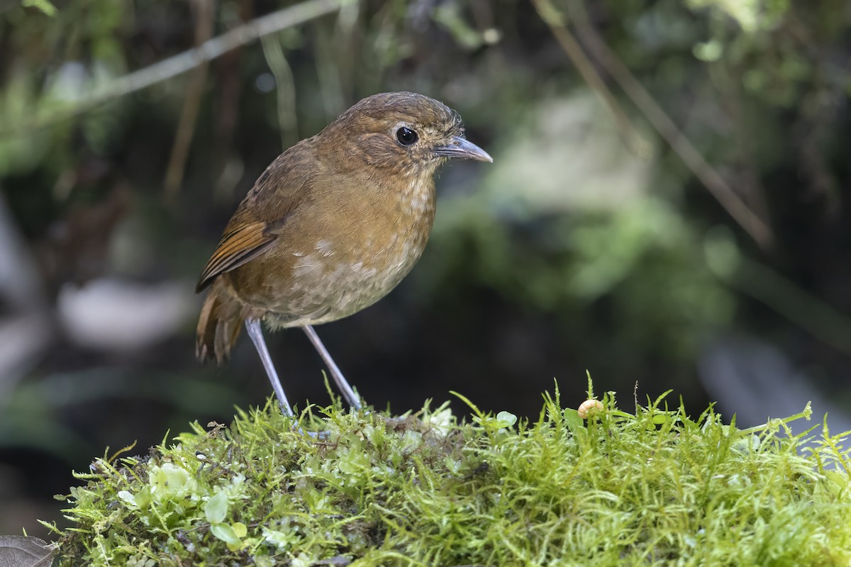 Brown-banded Antpitta - ML645645844
