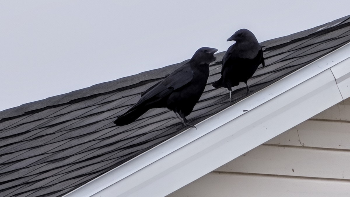 American Crow - ML645645853