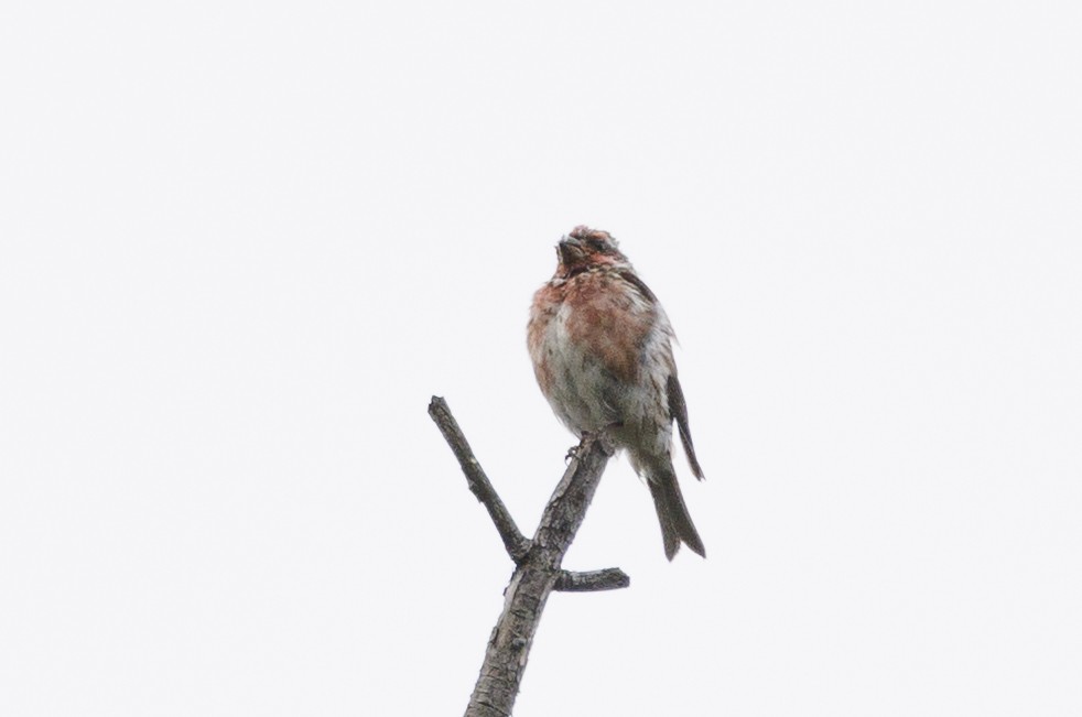 purpurfink (purpureus) - ML645645854