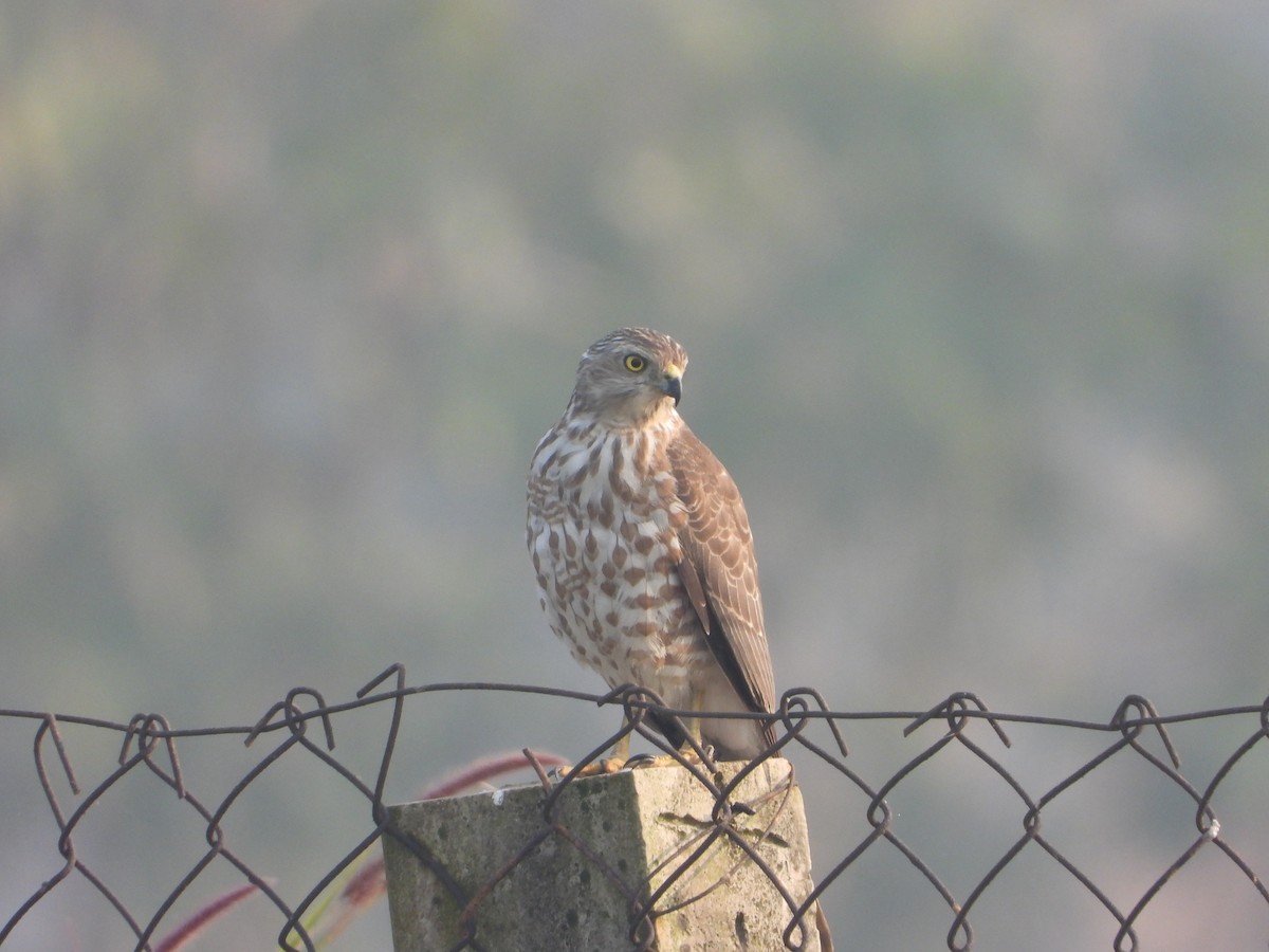 Үүрсээ харцага - ML645645855