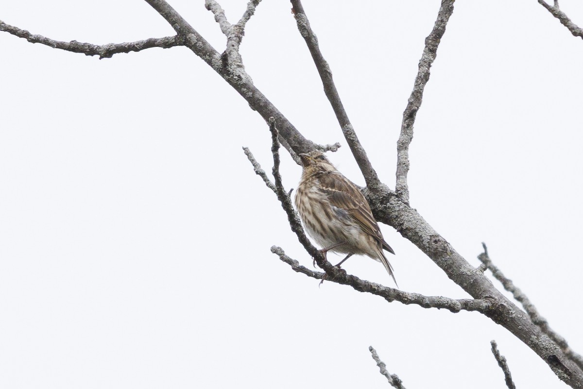 purpurfink (purpureus) - ML645645859