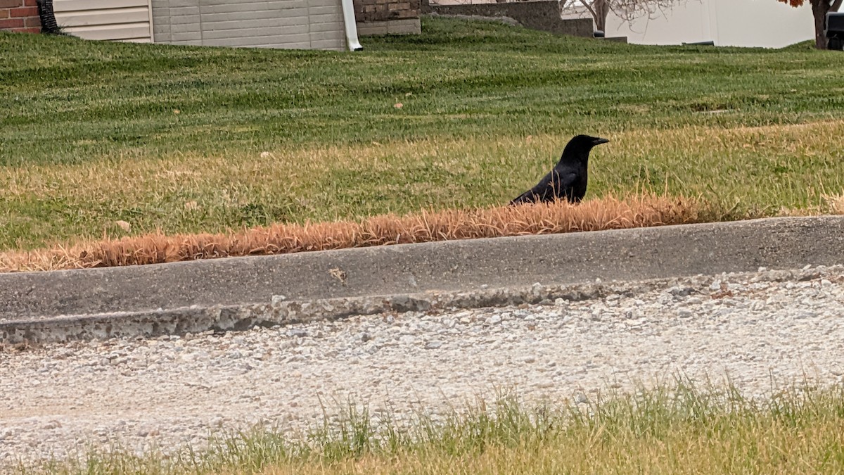American Crow - ML645645860