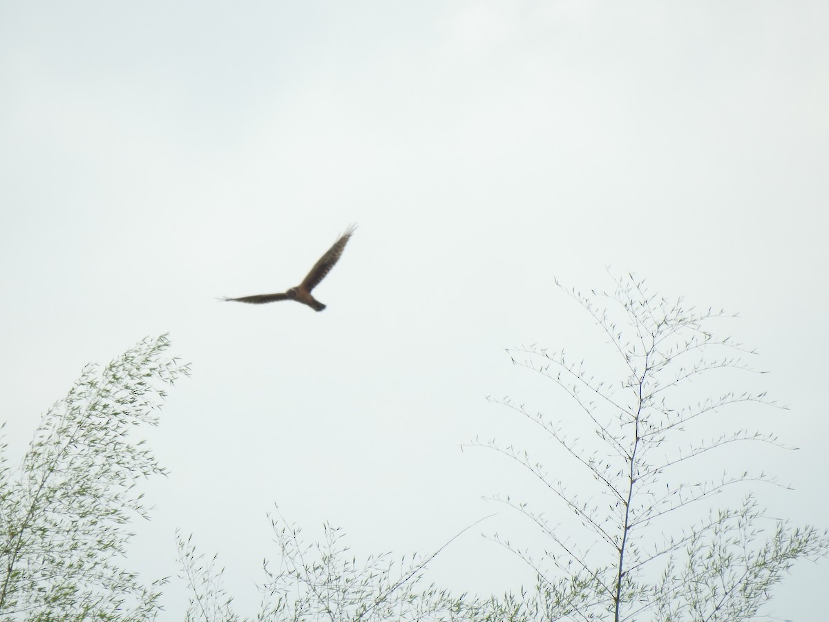 Aguilucho Papialbo - ML645645861