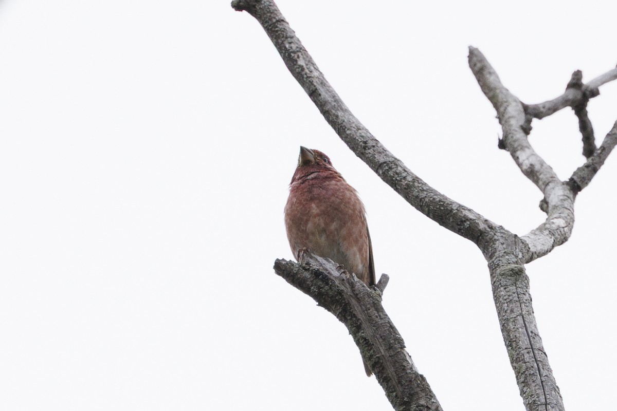 purpurfink (purpureus) - ML645645863