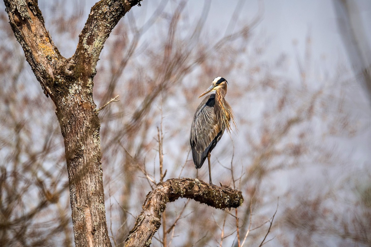 Great Blue Heron - ML645645864