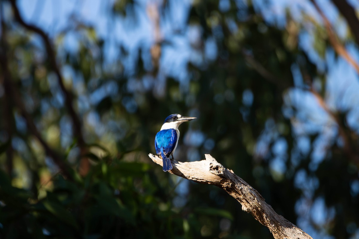 Forest Kingfisher - ML645645866