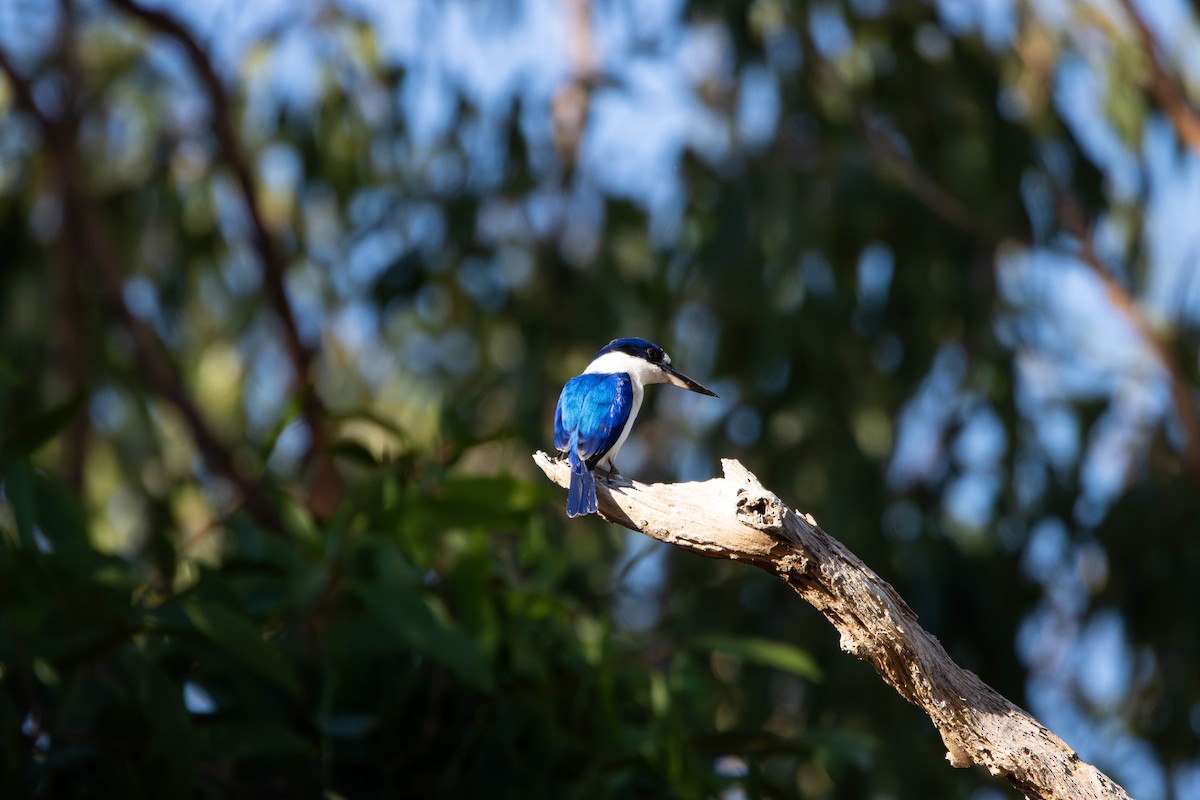 Forest Kingfisher - ML645645867