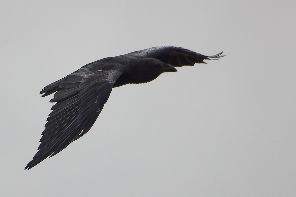 Kısa Kuyruklu Kuzgun - ML645645870