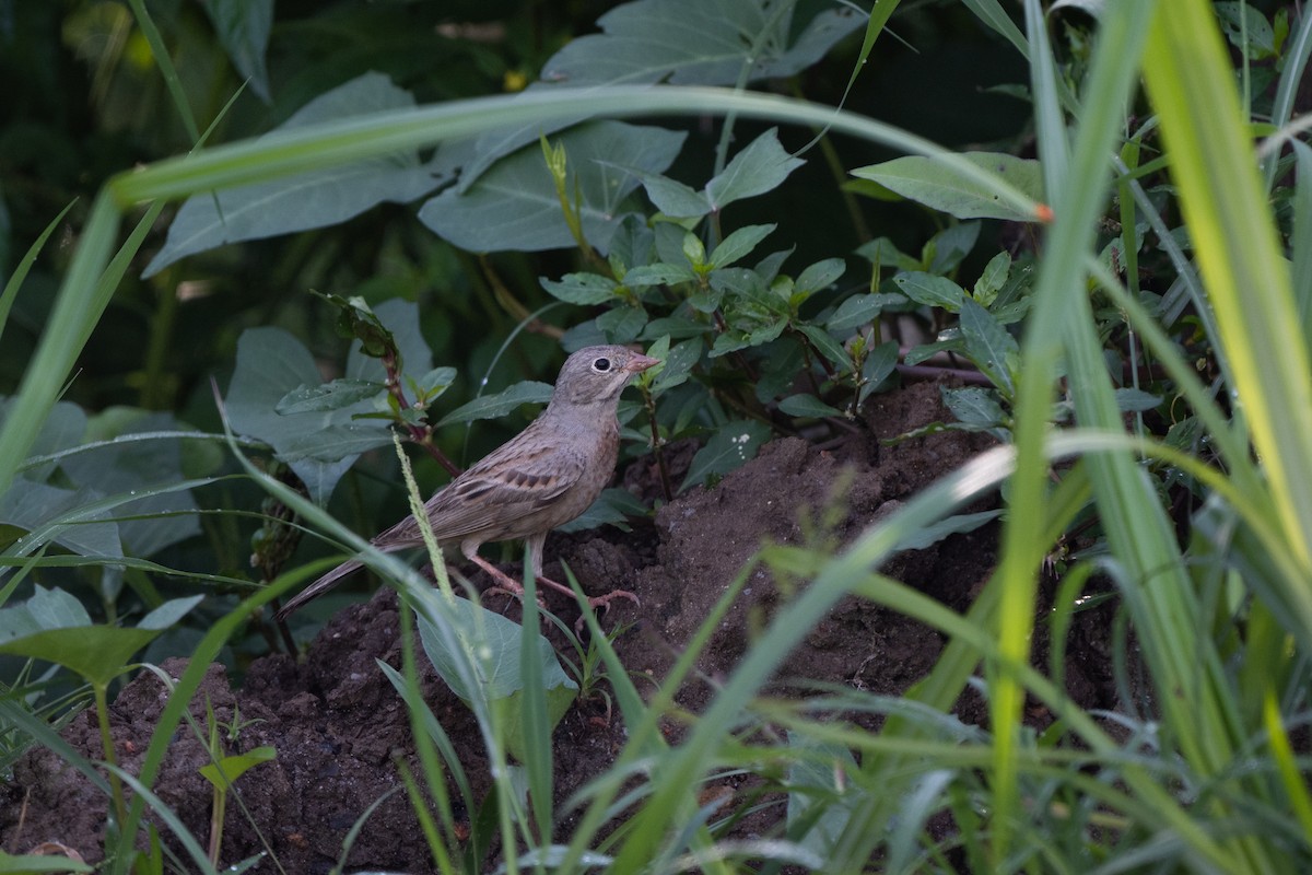 Gray-necked Bunting - ML645645871