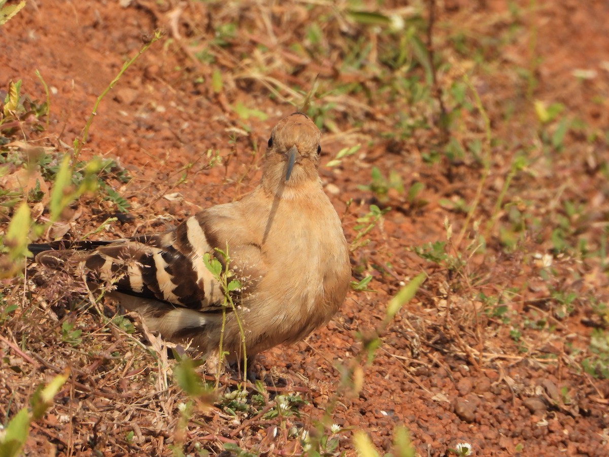 Common Hoopoe - ML645645872