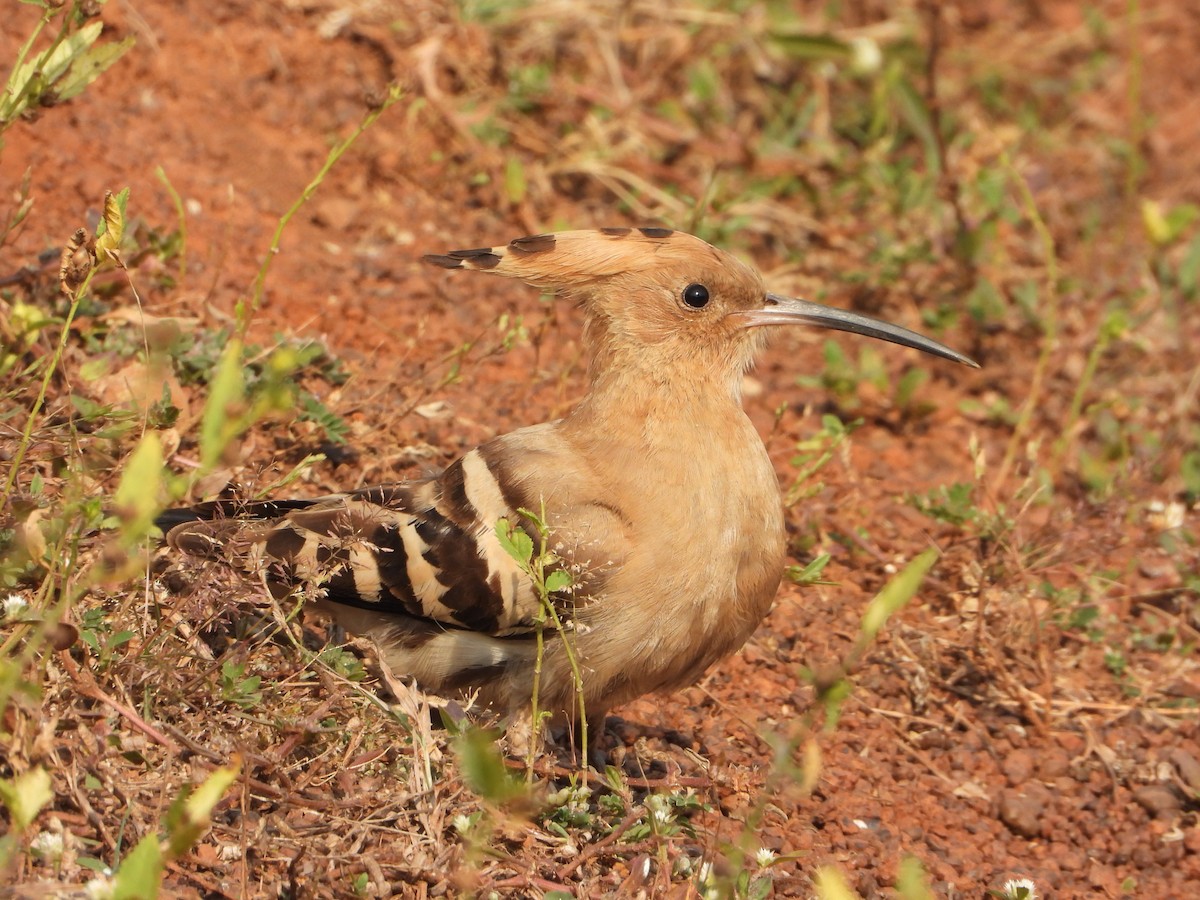Common Hoopoe - ML645645873