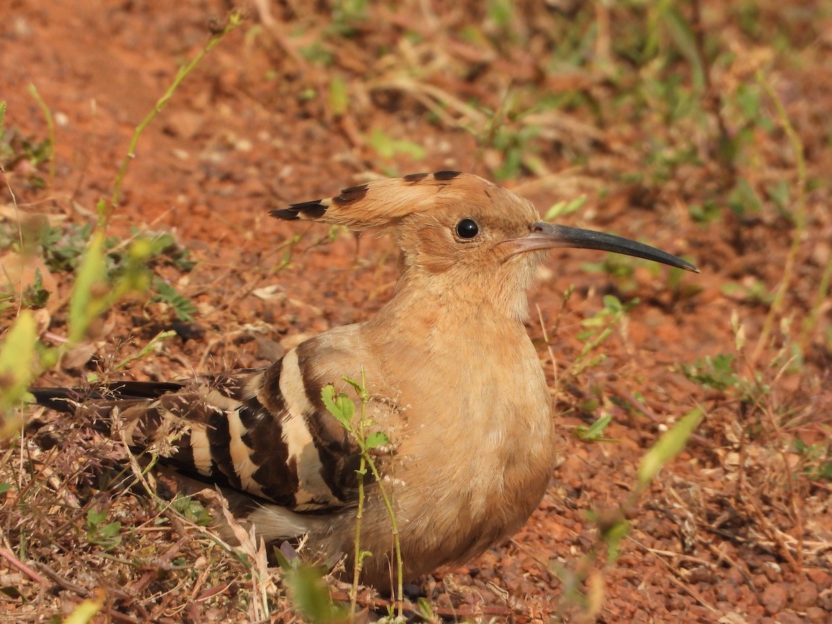 Common Hoopoe - ML645645874