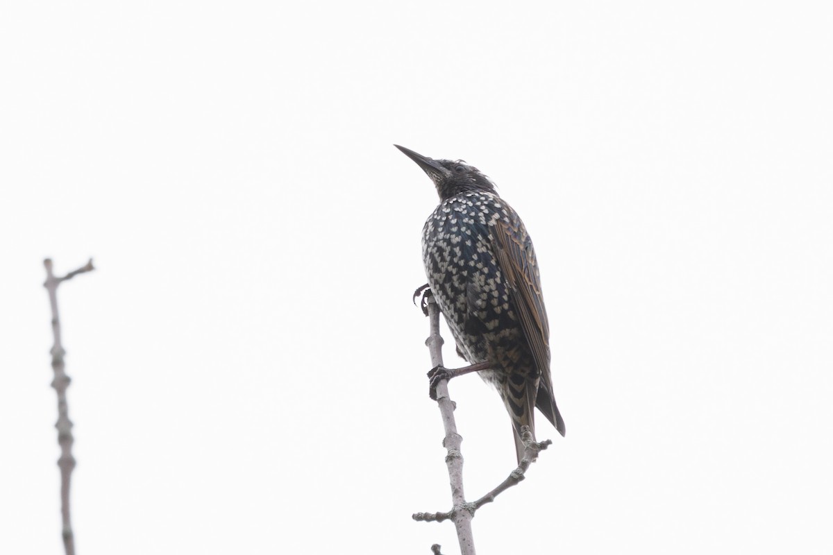 European Starling - ML645645875