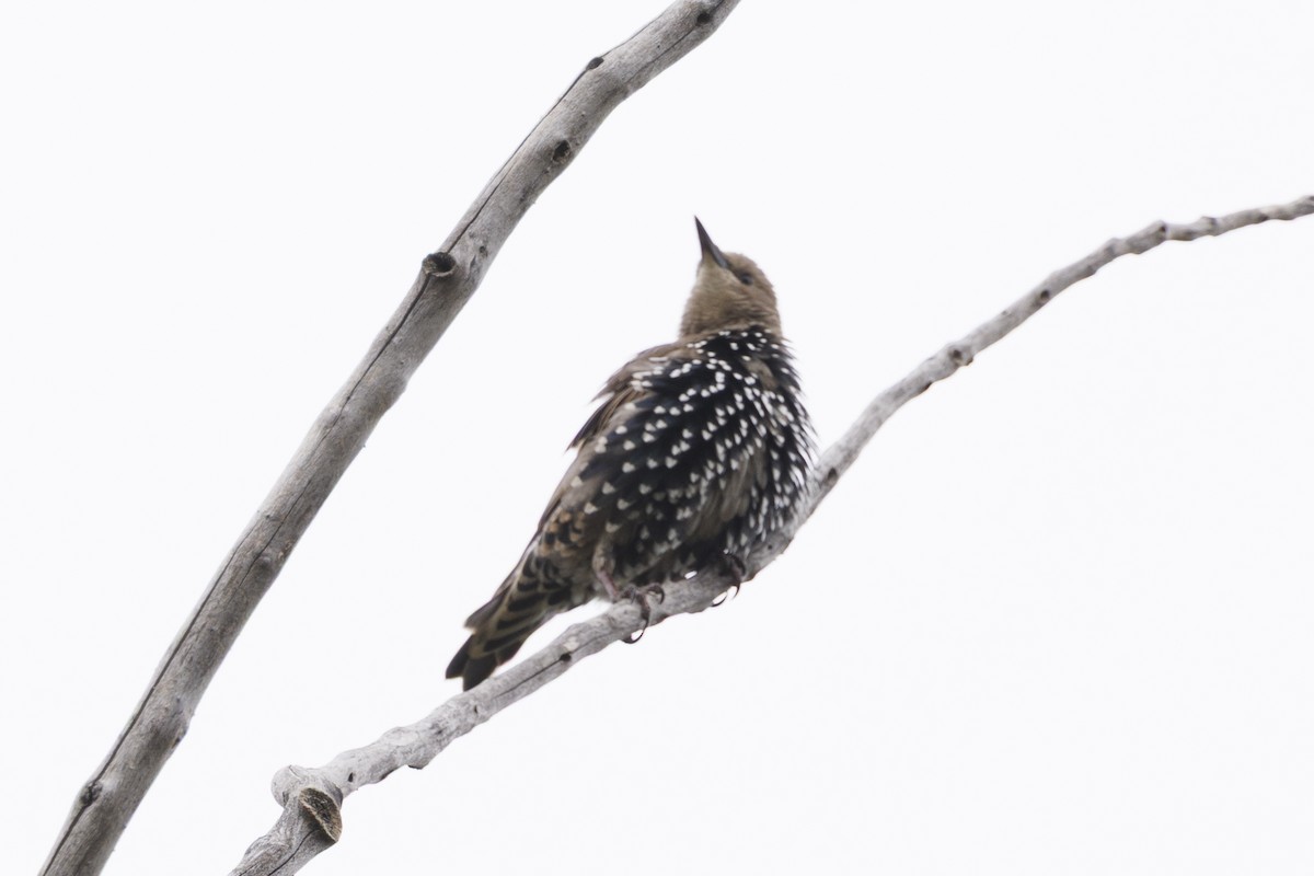 European Starling - ML645645877