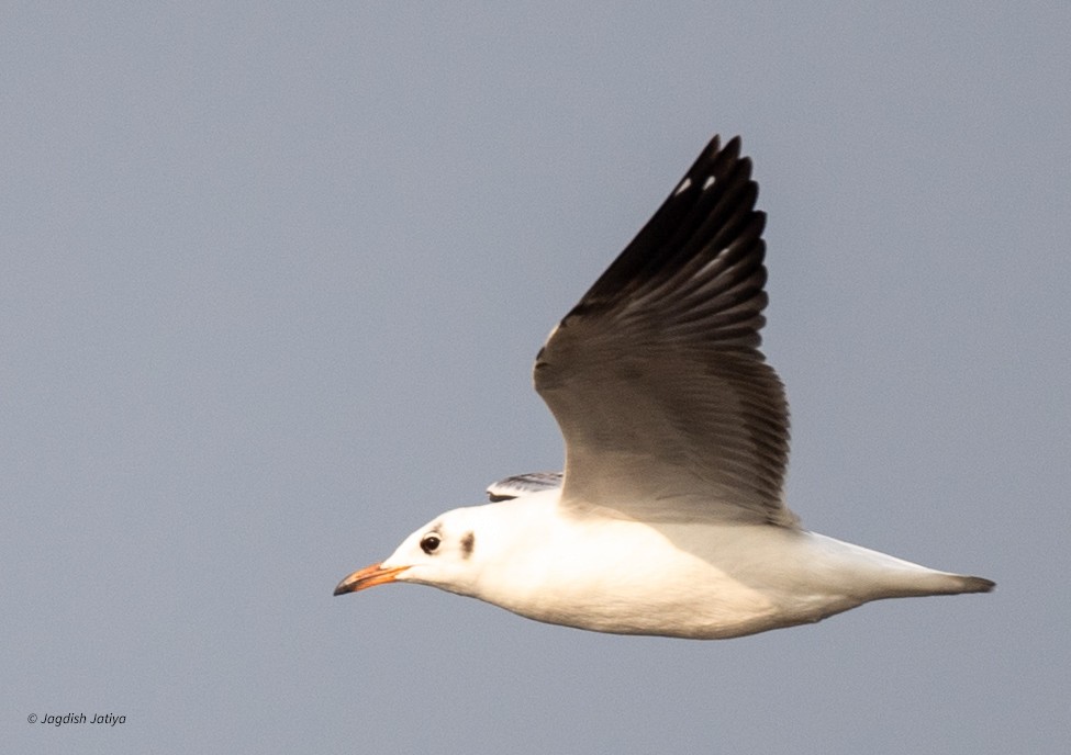 Gaviota Centroasiática - ML645645886