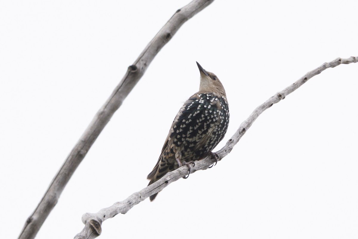 European Starling - ML645645887