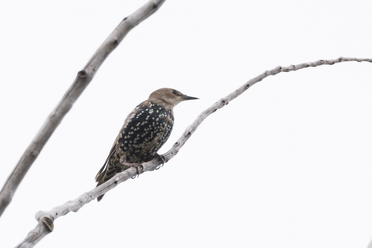 European Starling - ML645645892