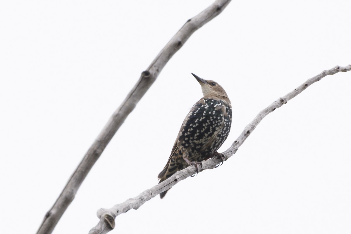 European Starling - ML645645895
