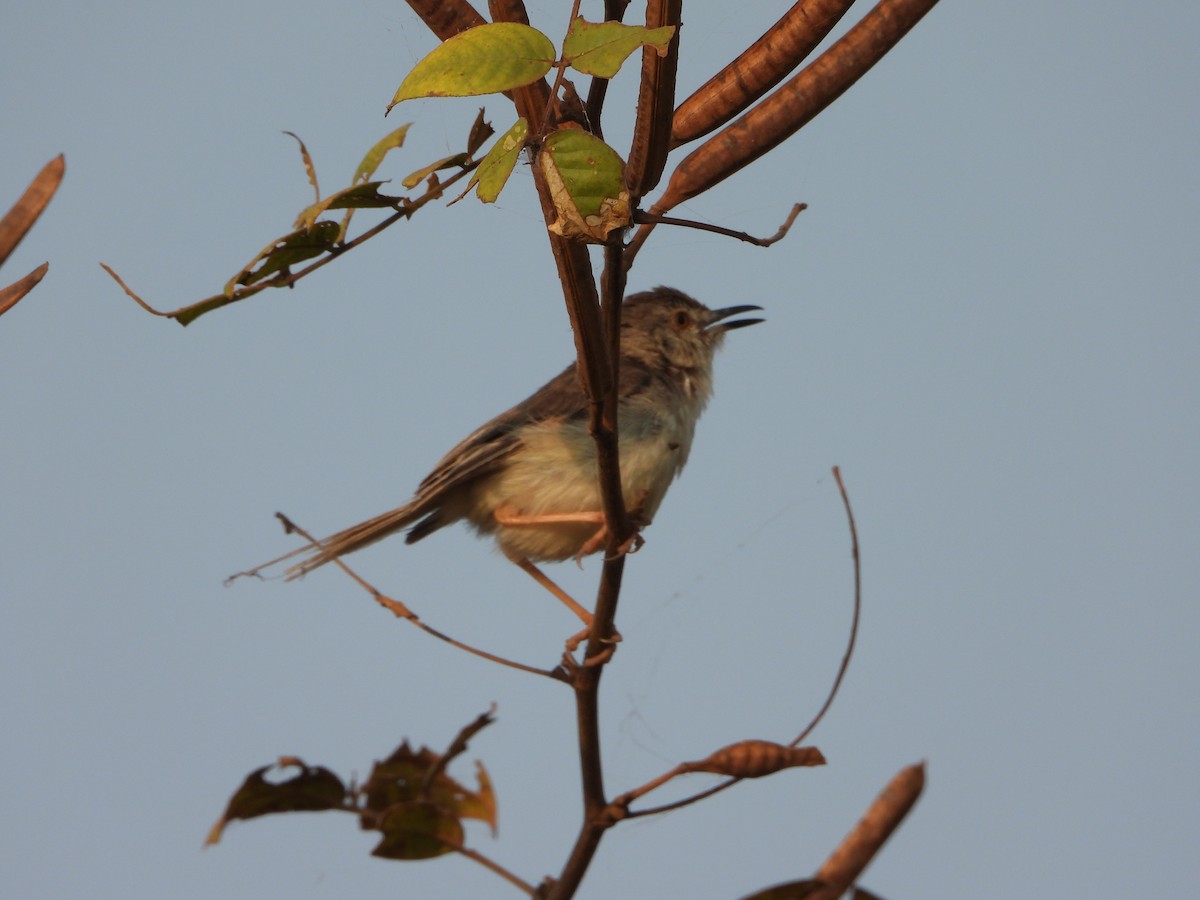 Plain Prinia - ML645645902