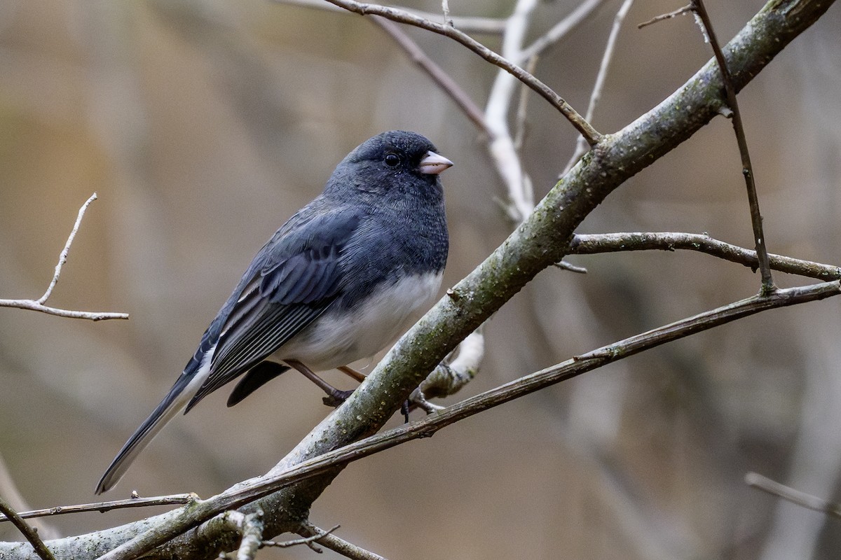 Dark-eyed Junco - ML645645903