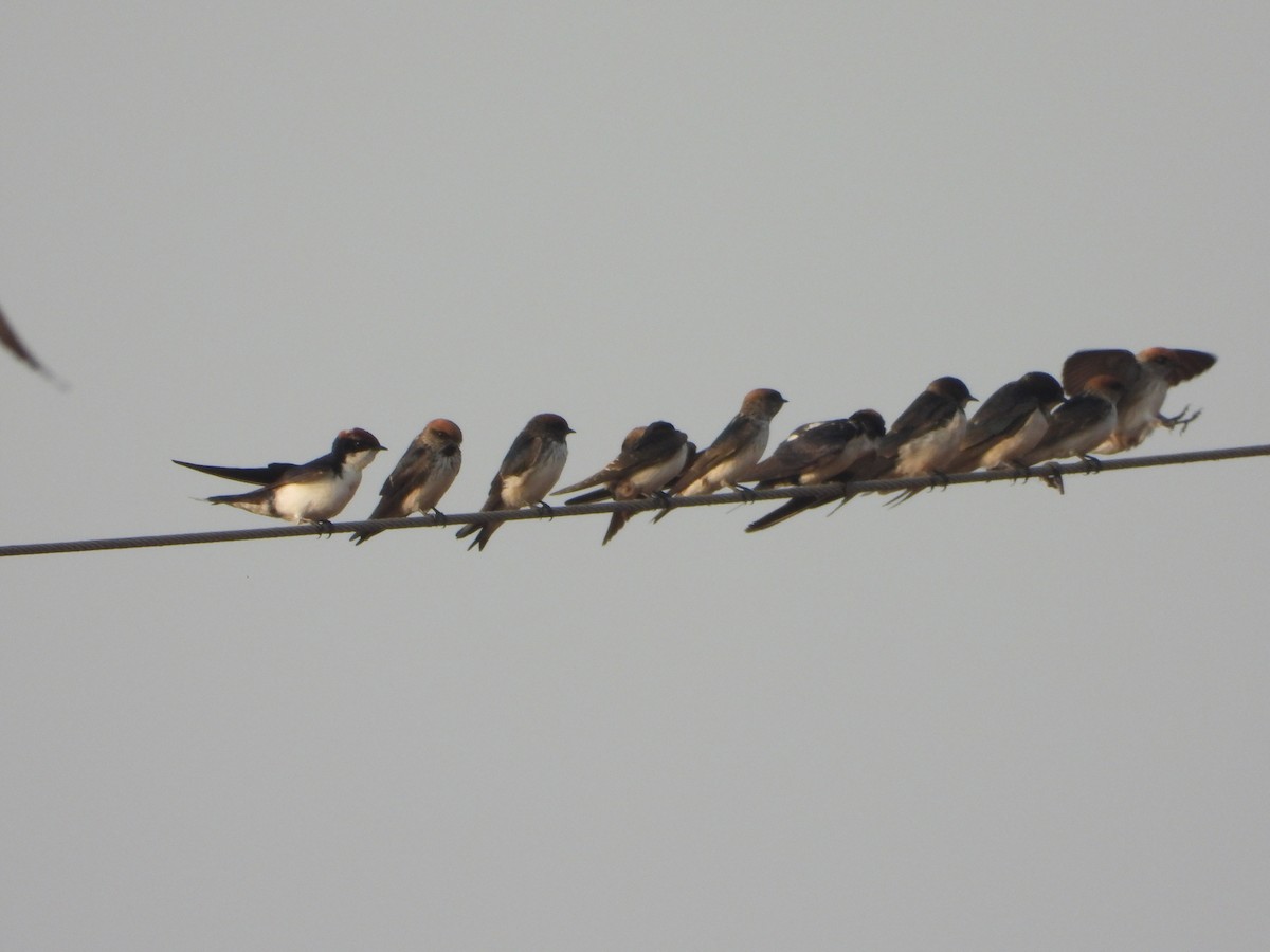 Streak-throated Swallow - ML645645907