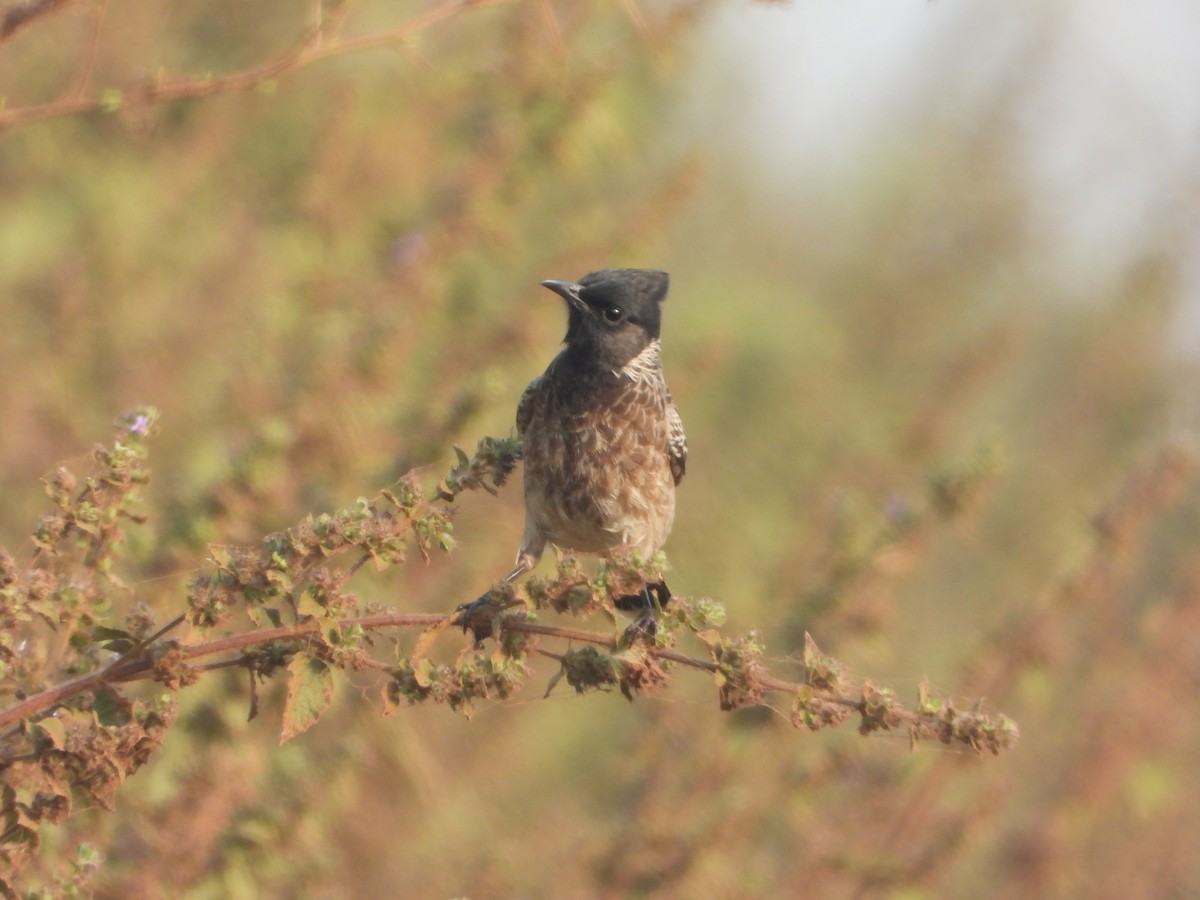 Красногузый бюльбюль - ML645645919