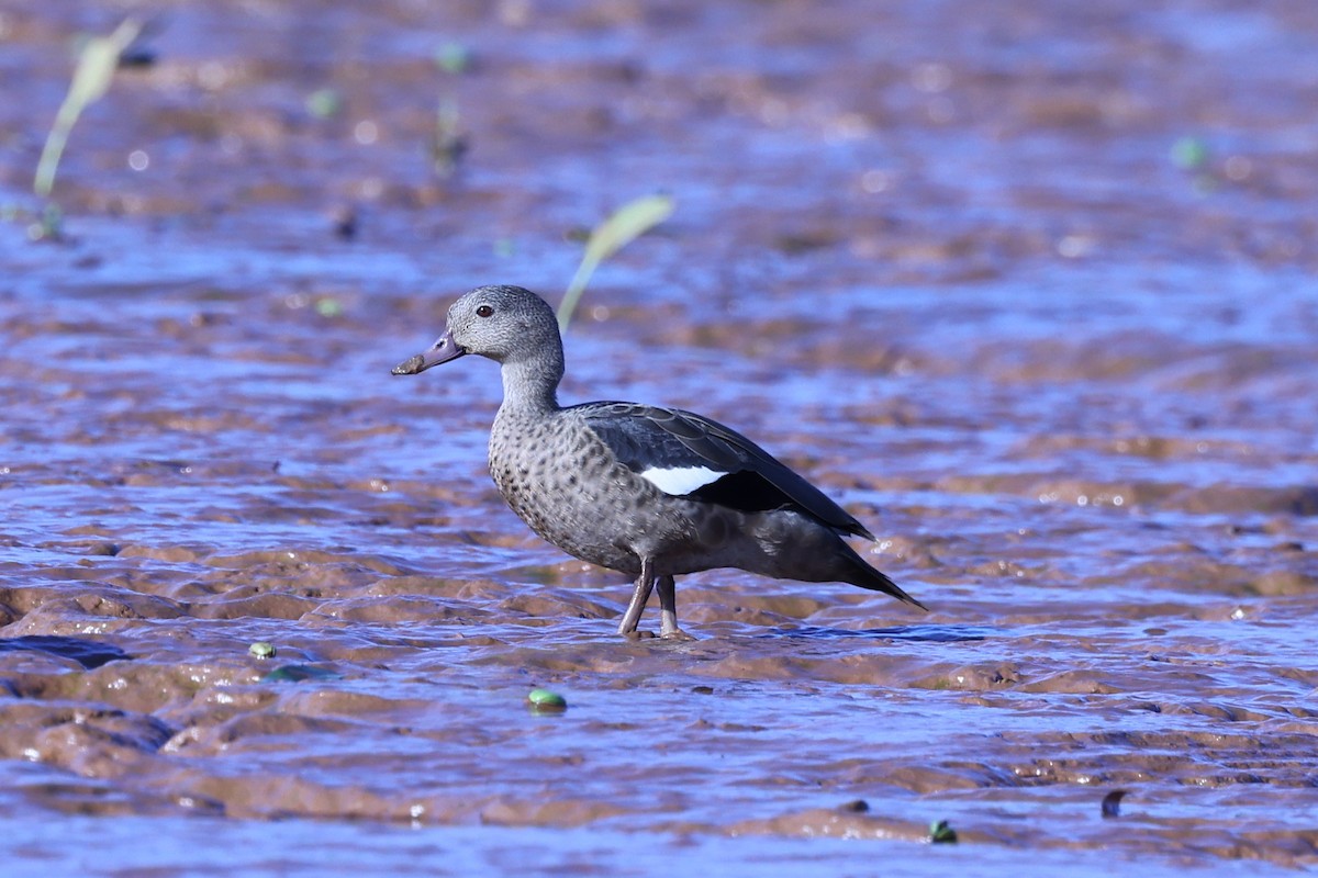 Мадагаскарский чирок - ML645645921