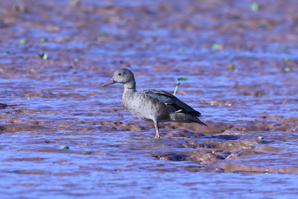 Мадагаскарский чирок - ML645645922