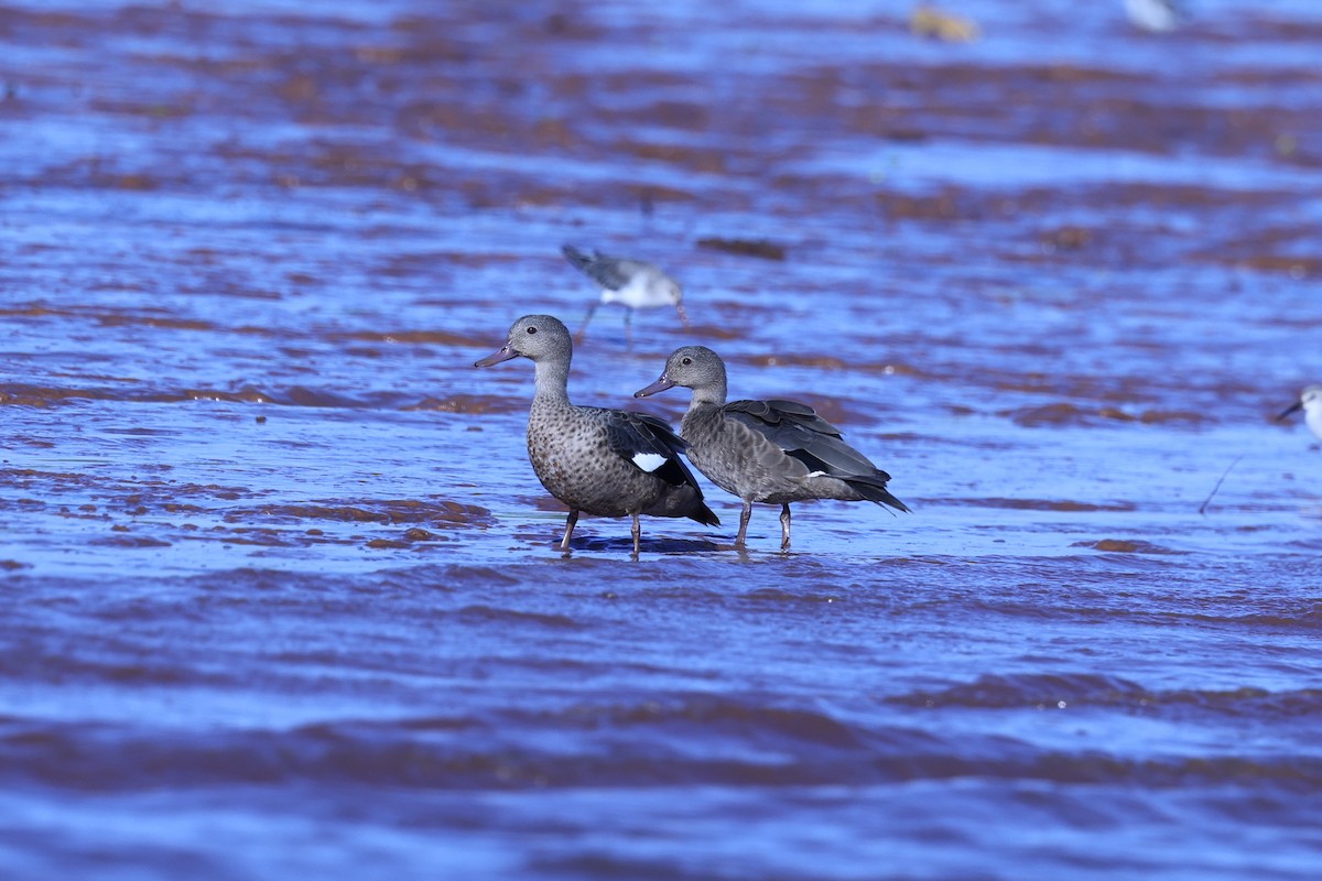 Мадагаскарский чирок - ML645645924