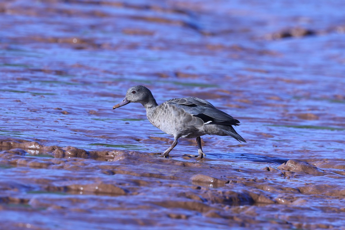 Мадагаскарский чирок - ML645645925
