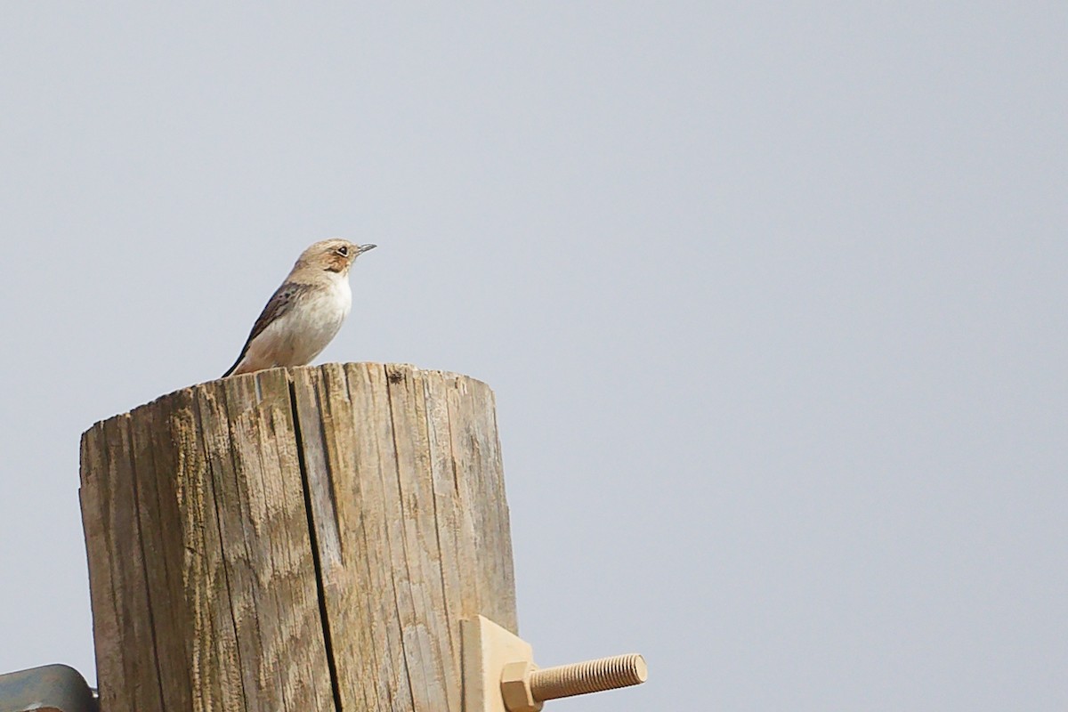 Аравийская каменка - ML645645926