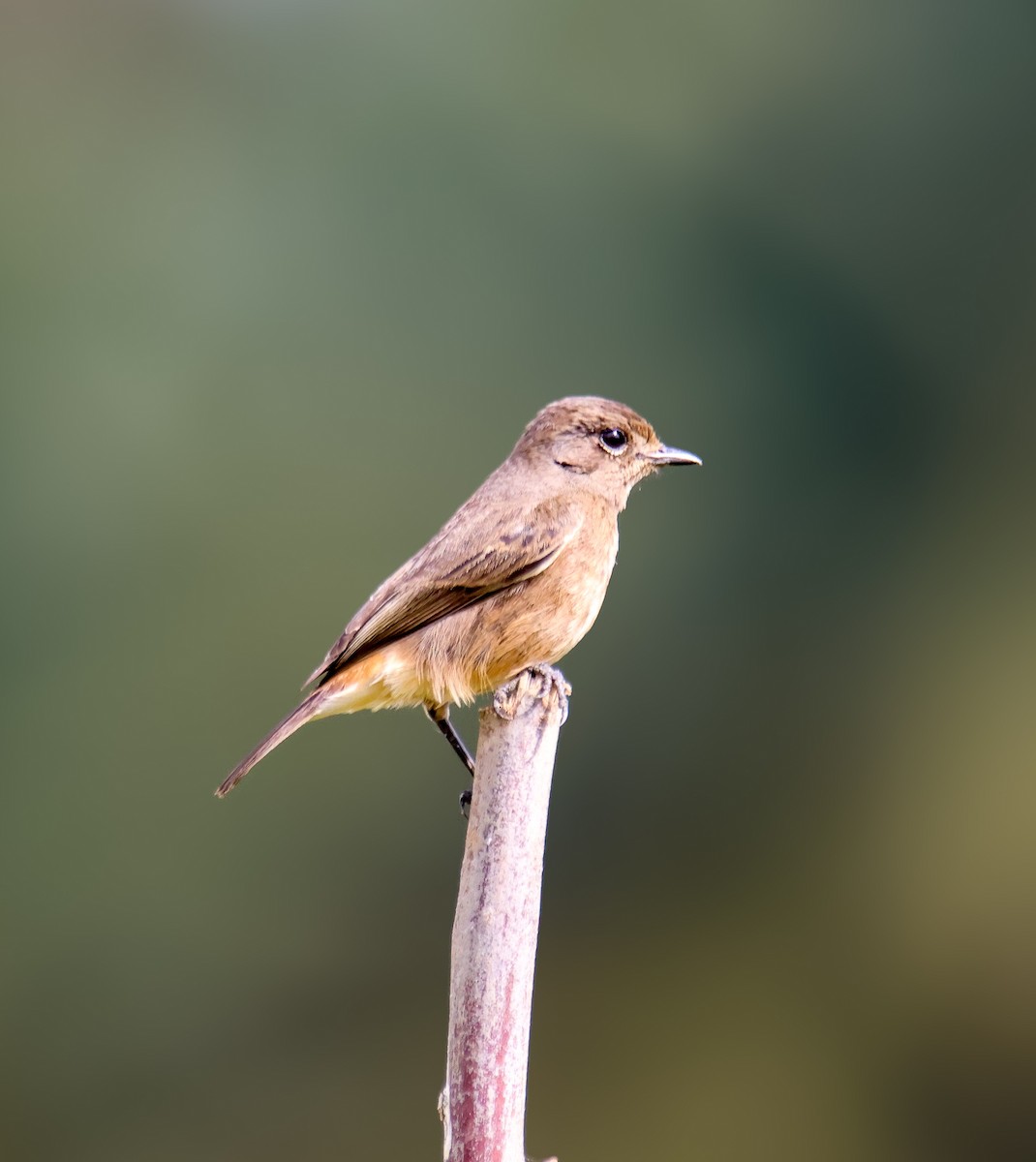 Черный чекан - ML645645928