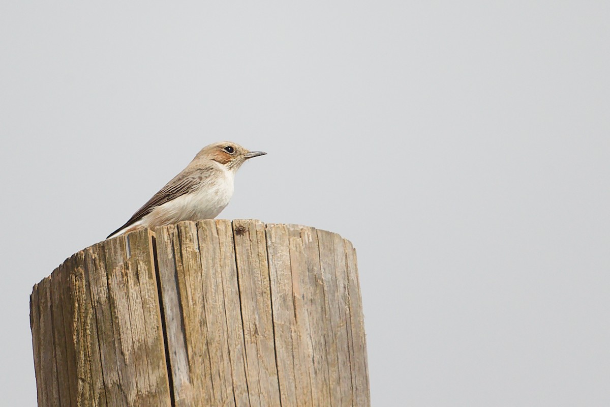 Аравийская каменка - ML645645929