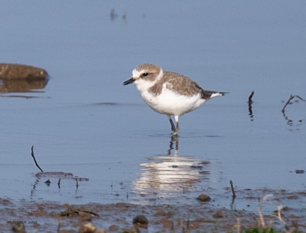 Морской зуёк - ML645645930