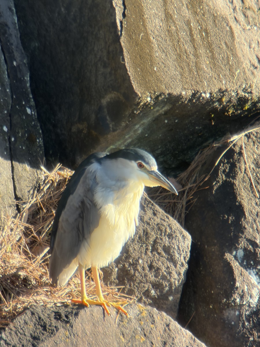 Кваква - ML645645931