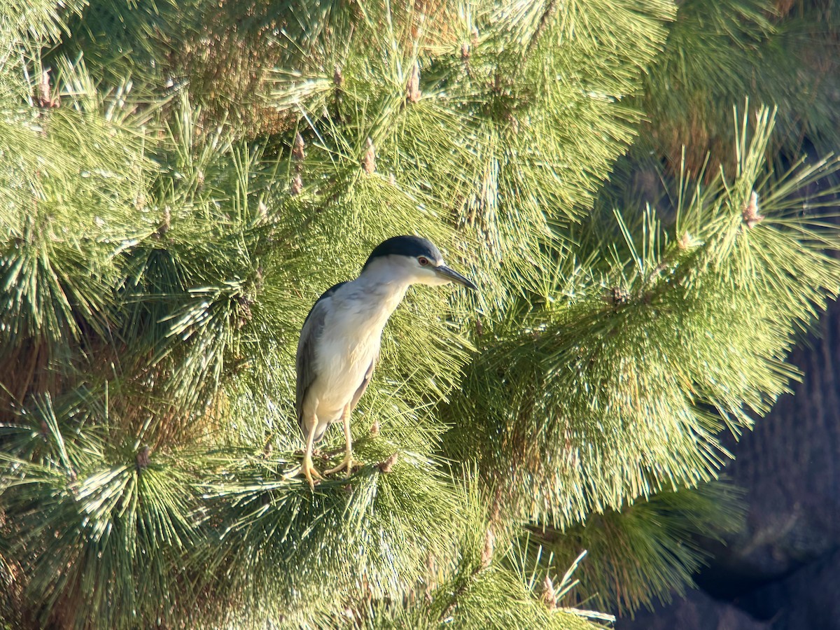 Кваква - ML645645932