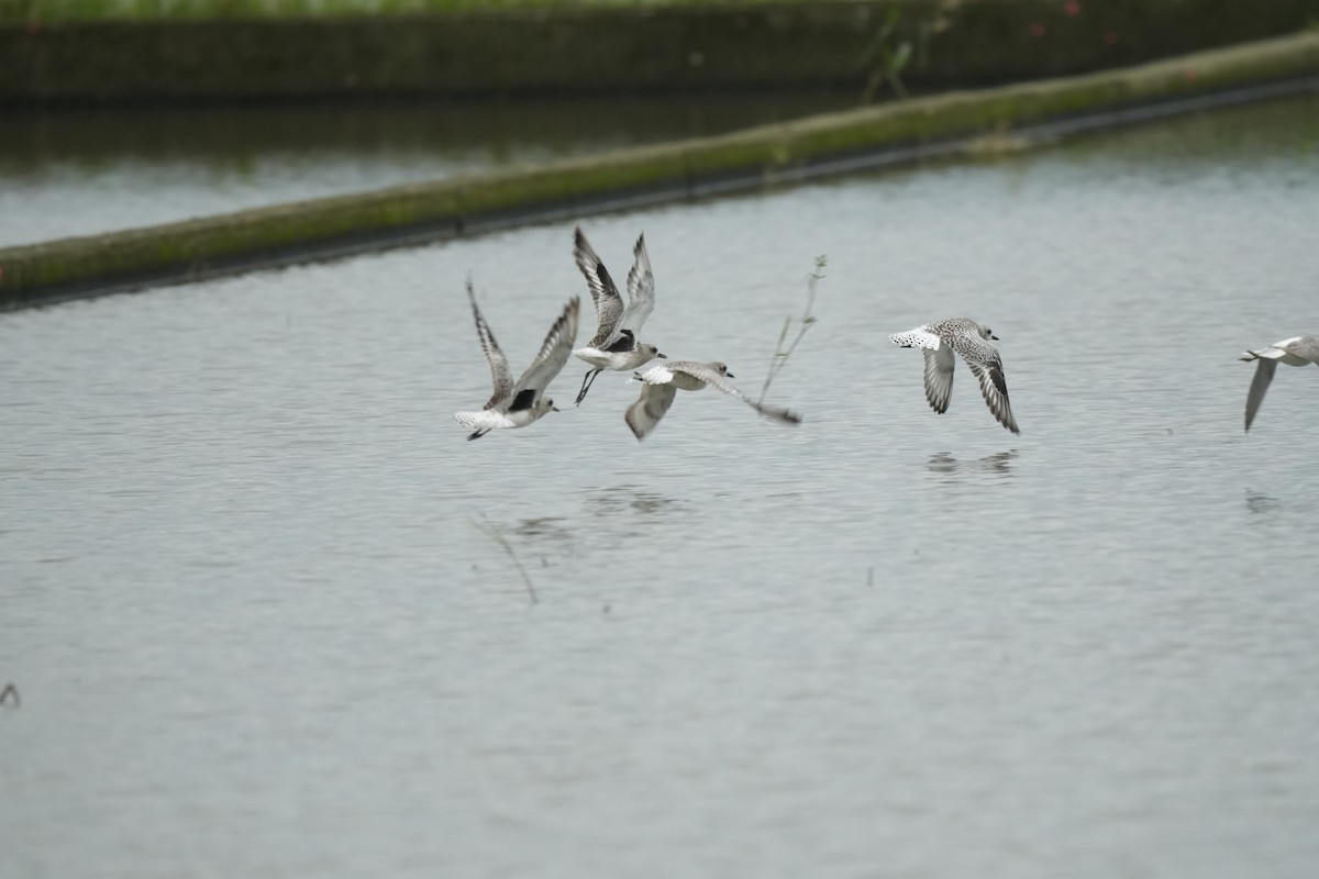 Black-bellied Plover - ML645645934