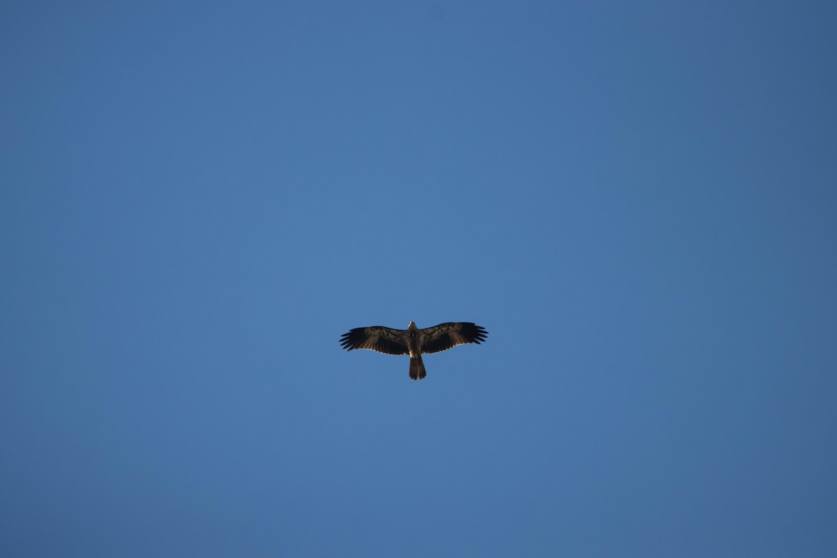 Браминский коршун - ML645645935