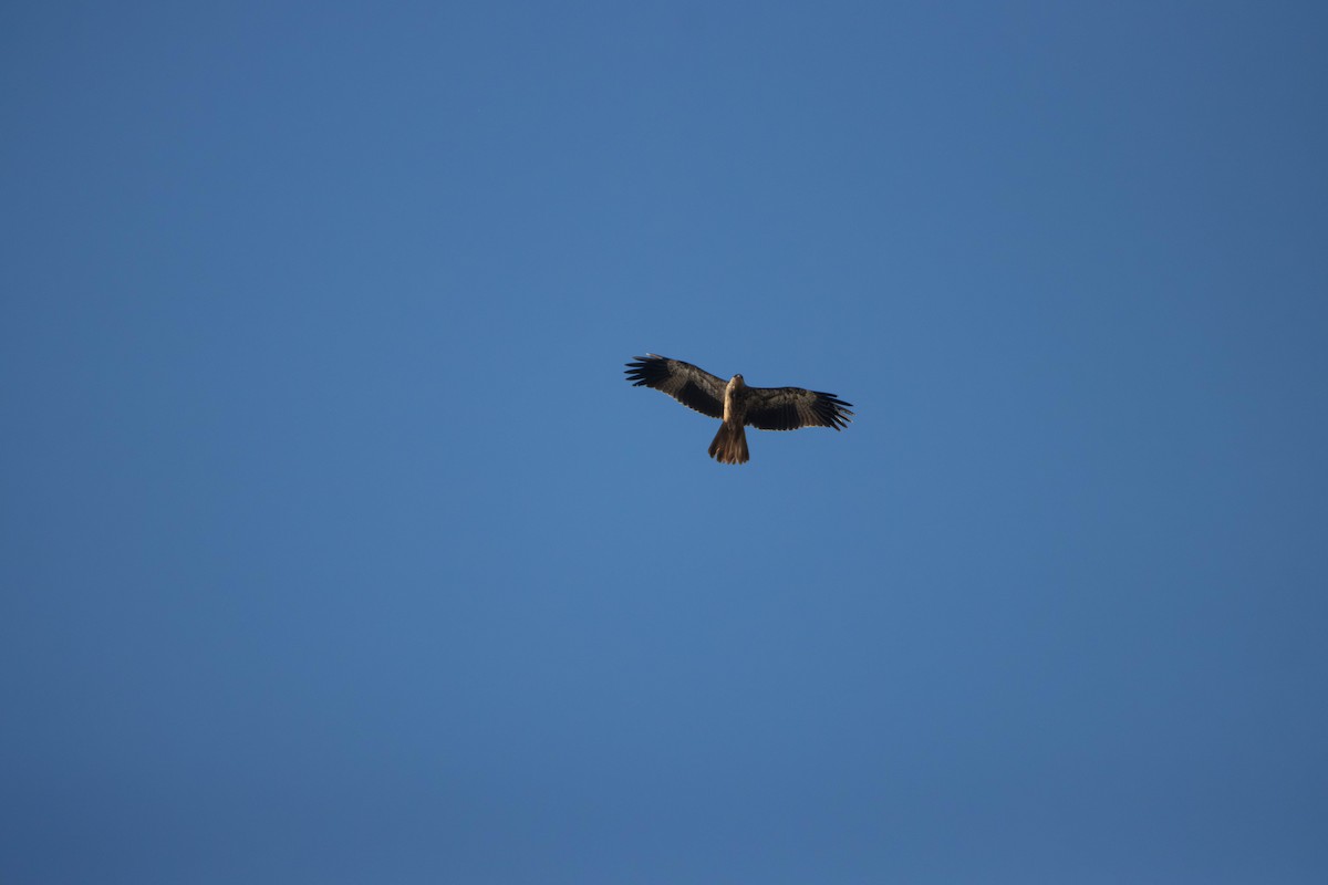 Браминский коршун - ML645645936