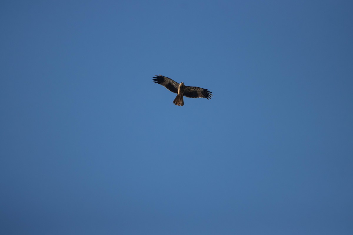 Браминский коршун - ML645645937