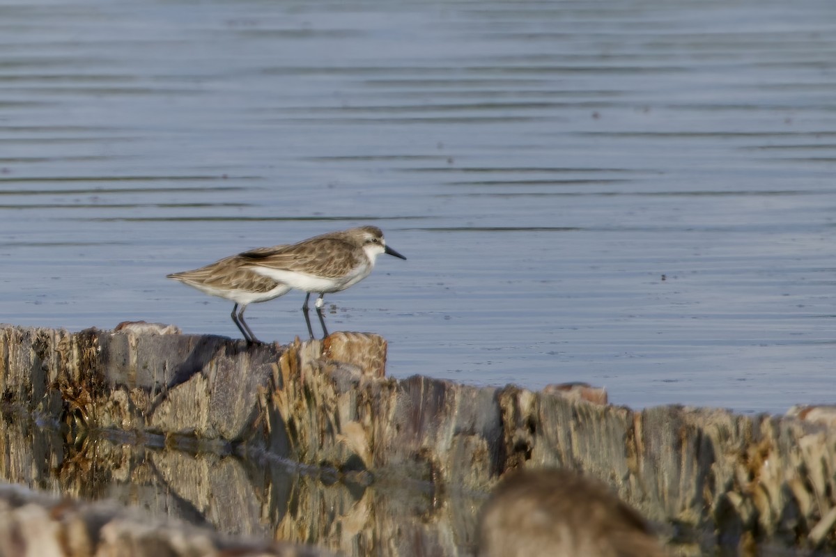 Малый песочник - ML645645938