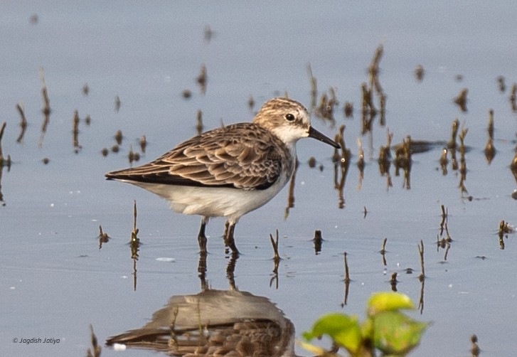Кулик-воробей - ML645645939