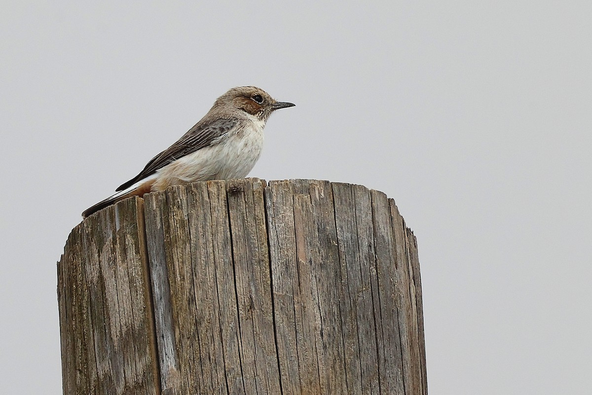 Аравийская каменка - ML645645945