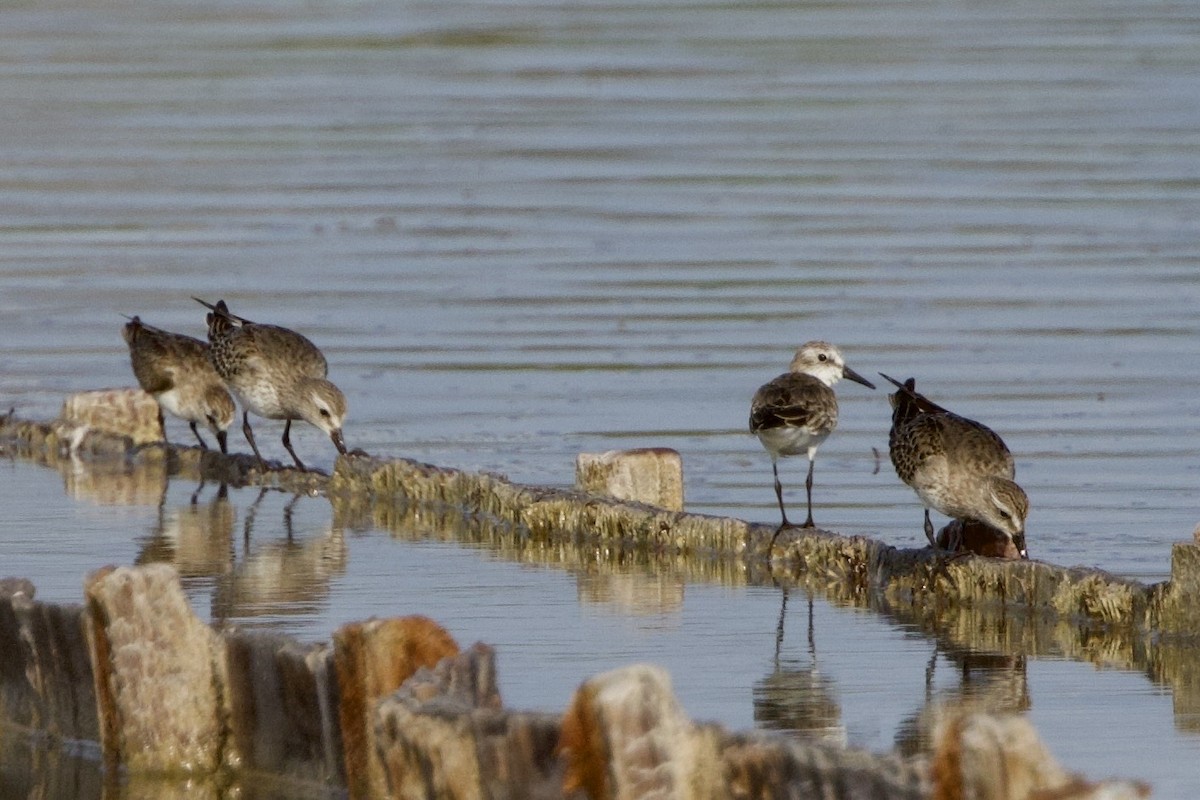 Бонапартов песочник - ML645645946
